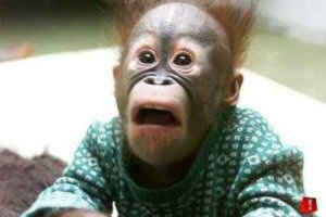 shocked_monkey